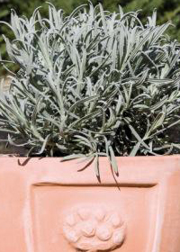 Lavandula angustifolia 'Romana'